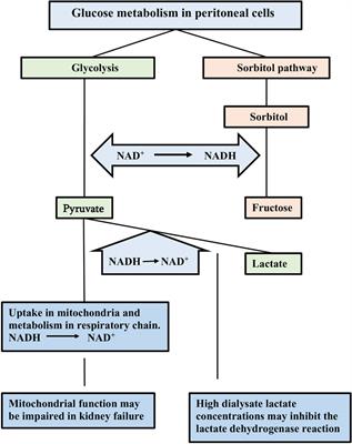 Physiology of peritoneal dialysis; pathophysiology in long-term patients